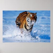 Bengal Tiger In Ocean poster