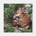Bengal Tiger Magnets