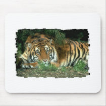 Bengal Tiger Mouse Pad