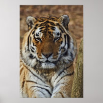 Bengal Tiger, Panthera tigris, Louisville Zoo,