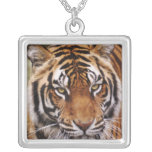 Bengal Tiger, Panthera tigris Personalized Necklace