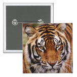 Bengal Tiger, Panthera tigris Pins