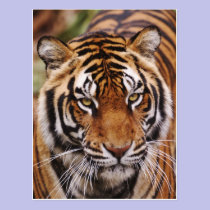 Bengal Tiger, Panthera tigris postcards