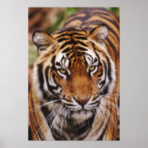 Bengal Tiger, Panthera tigris