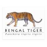 Bengal Tiger Postcard