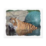 Bengal Tiger Postcard #2