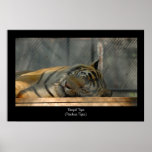 Bengal Tiger Poster Print