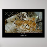 Bengal Tiger Poster Print
