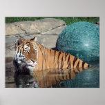 Bengal Tiger Small Canvas Print