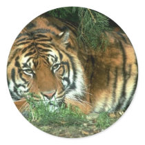 Bengal Tiger Sticker
