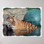 Bengal Tiger Stylized Poster