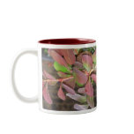 Berberis mugs