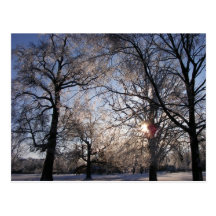 Berea Oaks in Ice Postcards