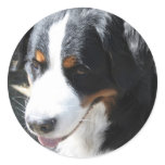 Berenese Stickers