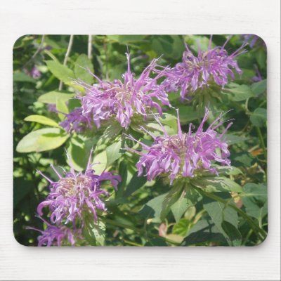 Bergamont Bee Balm Mousepad by naturegirl7