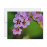 Bergenia • Card / Invitation