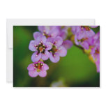 Bergenia • Card / Invitation