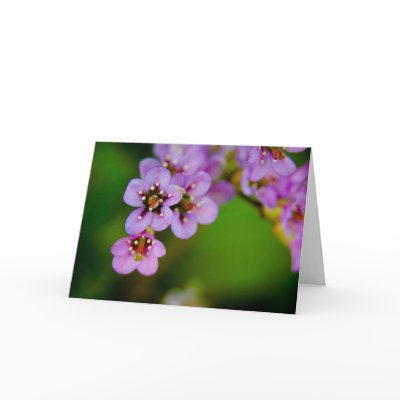 Bergenia • Greeting Card by SabineSt