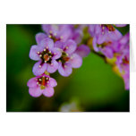 Bergenia • Greeting Card