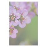 Bergenia • Stationery