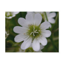 Bering Chickweed Blossom, Unalaska Island Post Card