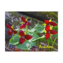 Berkshires Massachusetts Red Trillium Wildflower Postcard
