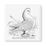 Berliner Pigeon Black and White