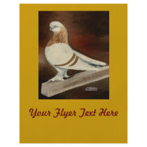Berliner Shortfaced Pigeon Flyers
