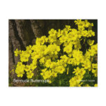 Bermuda Buttercup Sunset SB California Products Postcards
