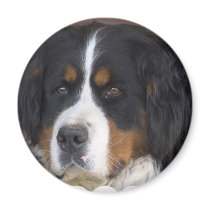 Berner Sennenhund Round Magnet