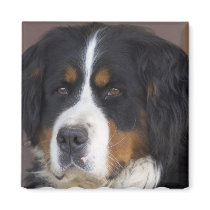 Berner Sennenhund Square Magnet