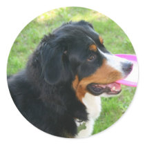 Berner with Frisbee Round Sticker