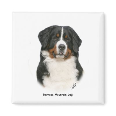 Bernese 9Y348D-094 Fridge Magnets by TraffordPhotos