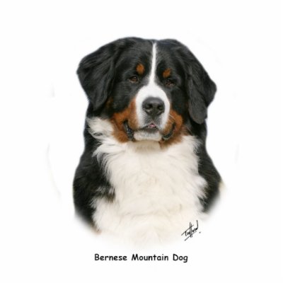Bernese 9Y348D-094 Photo Cutout by TraffordPhotos
