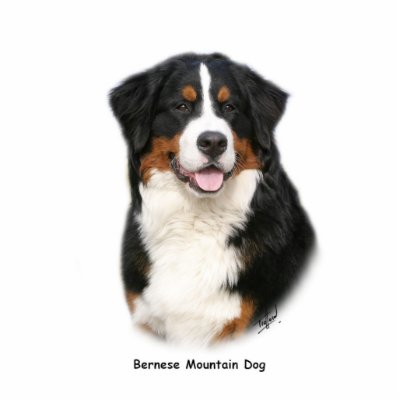 Bernese 9Y348D-115 Photo Sculptures by TraffordPhotos