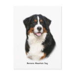 Bernese 9Y348D-115 Post Cards