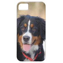 Bernese iPhone 5 Cover