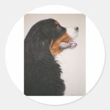Bernese Mountain Dog 2 Round Sticker