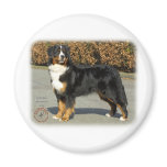 Bernese Mountain Dog 9T066D-133 Magnets