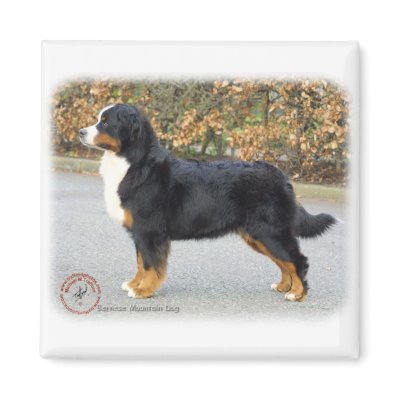 Bernese Mountain Dog 9T066D-221 Magnets by TraffordPhotos