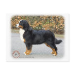 Bernese Mountain Dog 9T066D-221 Postcards