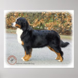 Bernese Mountain Dog 9T066D-221 Poster