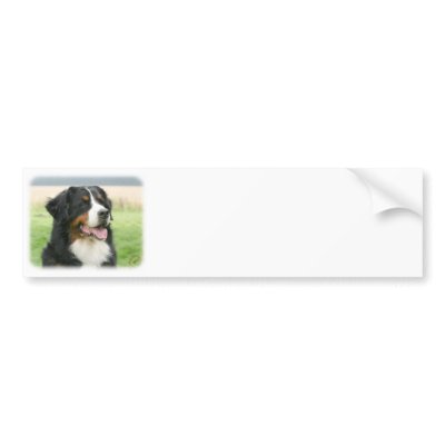 Bernese Mountain Dog 9Y066D-046 Bumper Stickers by TraffordPhotos