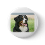 Bernese Mountain Dog 9Y066D-046 Pinback Buttons