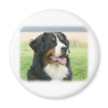 Bernese Mountain Dog 9Y066D-046 Fridge Magnet