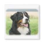 Bernese Mountain Dog 9Y066D-046 Magnets