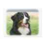 Bernese Mountain Dog 9Y066D-046 Postcards
