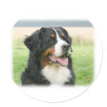 Bernese Mountain Dog 9Y066D-046 Stickers