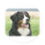 Bernese Mountain Dog 9Y066D-046 Stickers