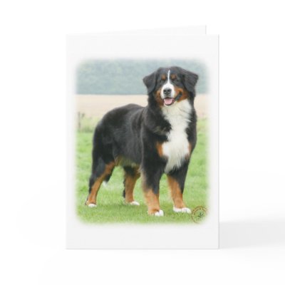 Bernese Mountain Dog 9Y066D-133 Card by TraffordPhotos